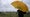 Fan with umbrella at 2023 Open Championship