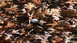 golf ball in leaves