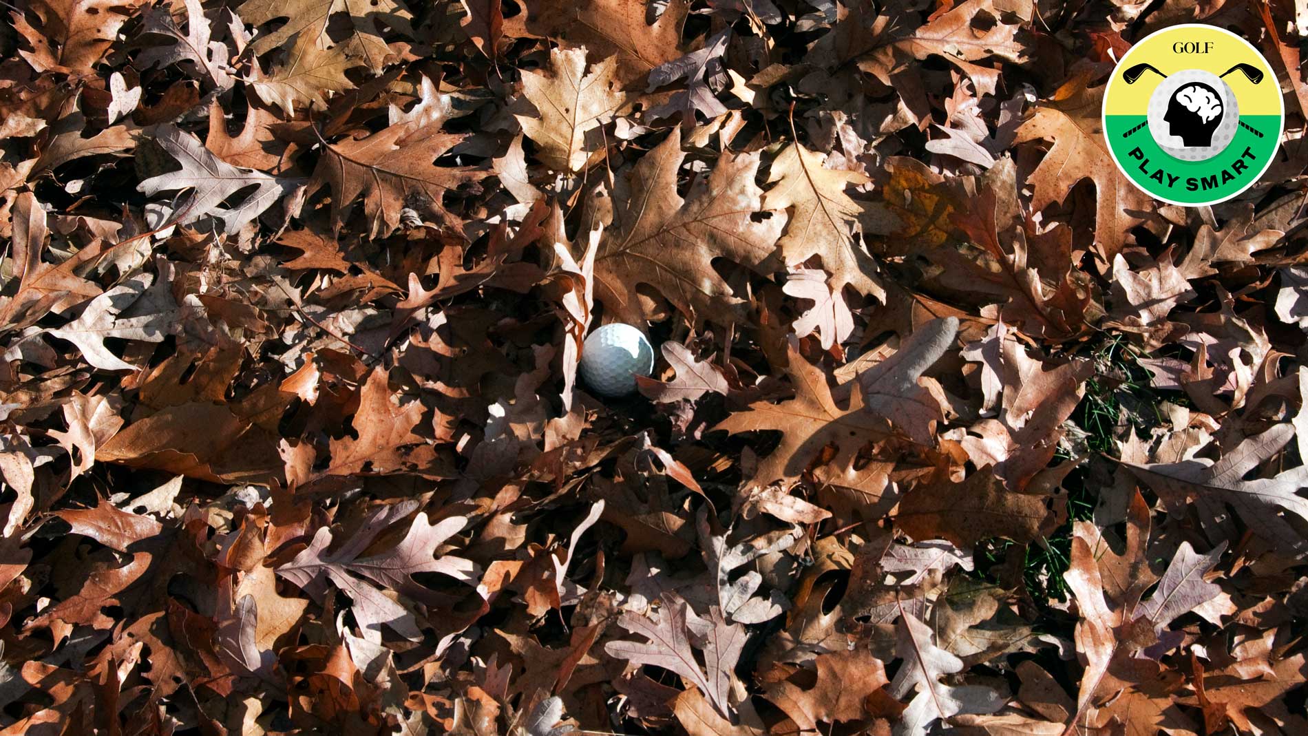 golf ball in leaves