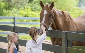 Horses at Sea Pines Resort