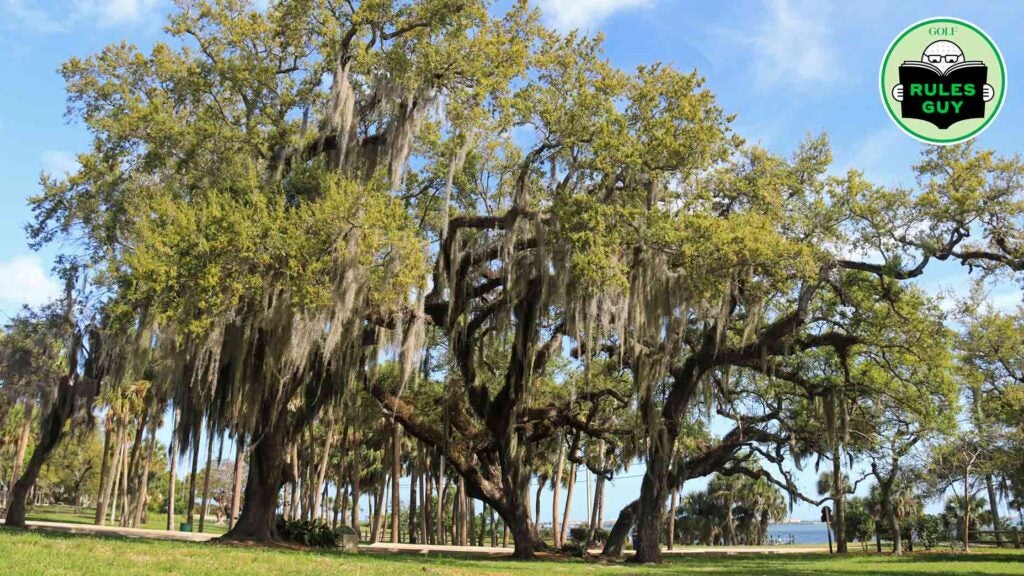 A view of a tree with Spanish moss hanging down