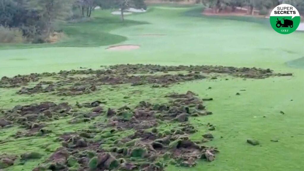 damage fairway in Arizona chewed up by javelinas