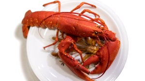 Cooked lobster in white plate on white background