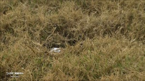 Sam Burns' ball embedded in the bank on the 16th hole.
