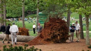 felled pine at 2023 masters