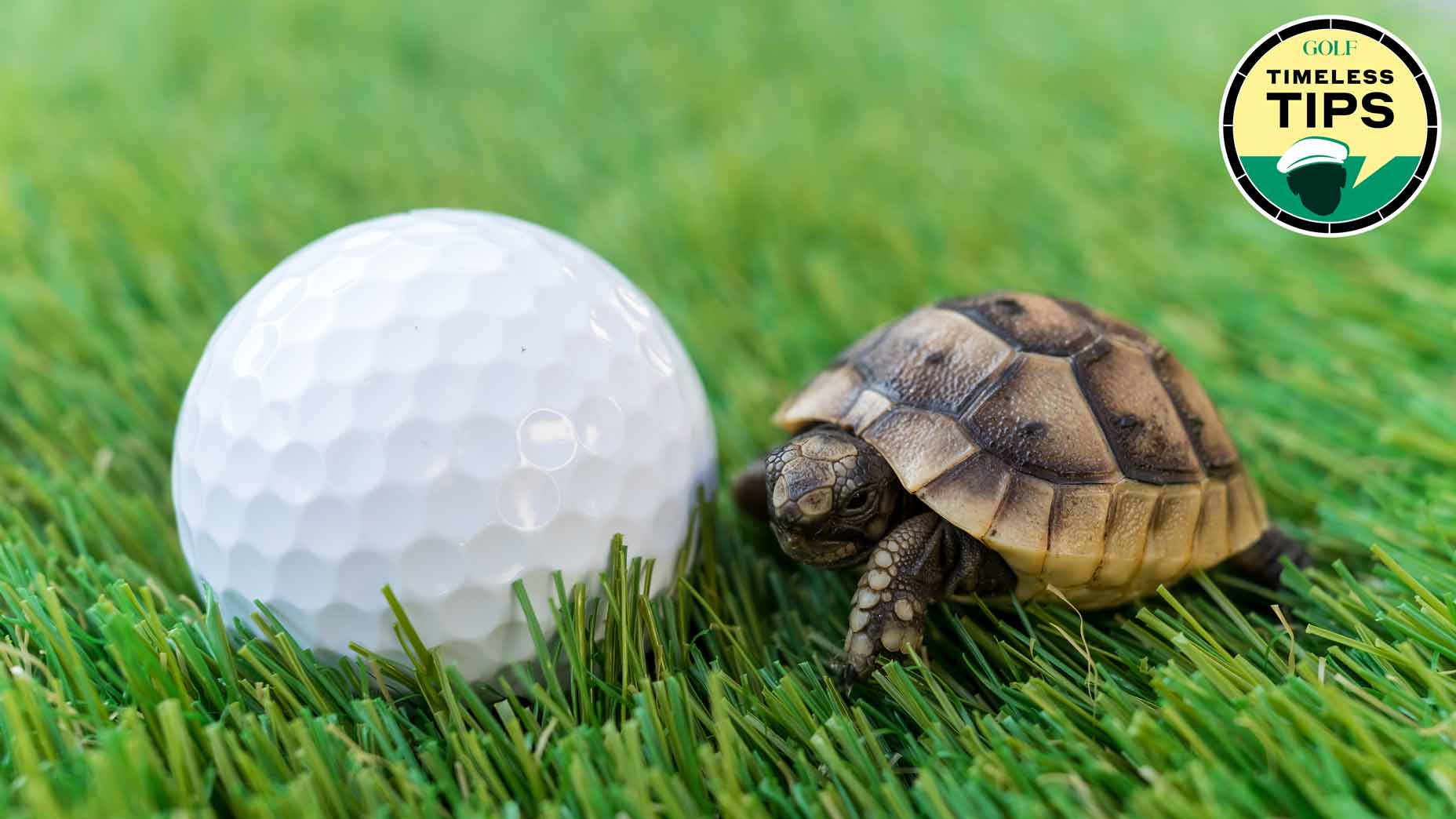 turtle sitting in green grass next to a golf ball
