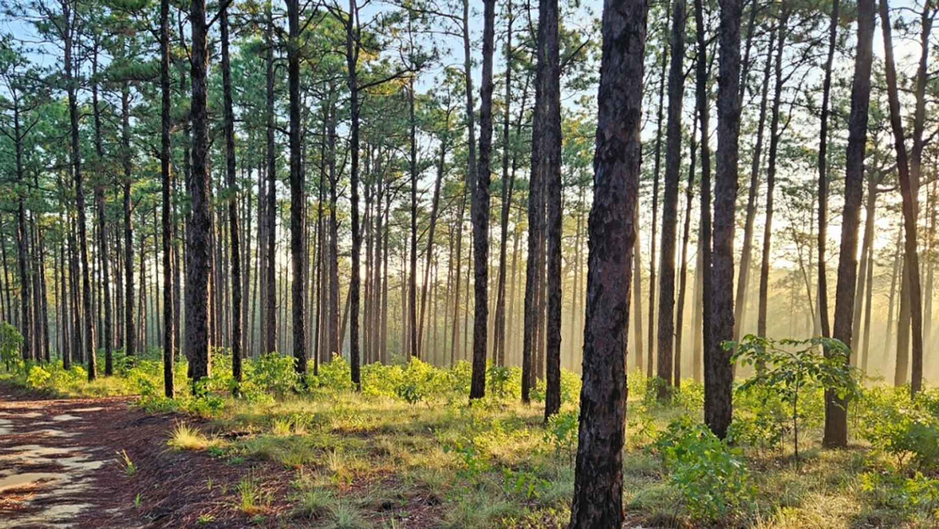 Weymouth Woods Sandhills Nature Preserve