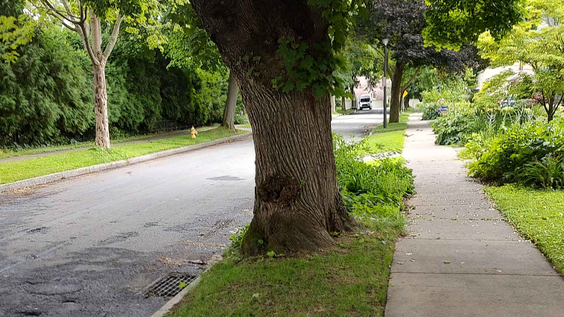 An old maple tree on a median in Rochester, NY.