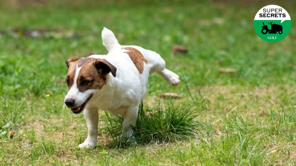 Jack Russell Terrier pissing in the park on the grass.