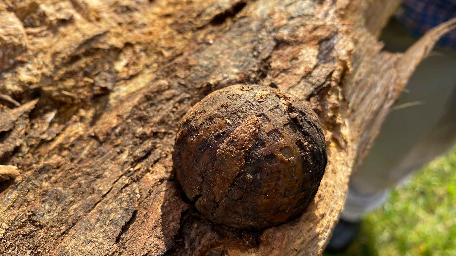 At historic golf course, split-open tree reveals stunning find