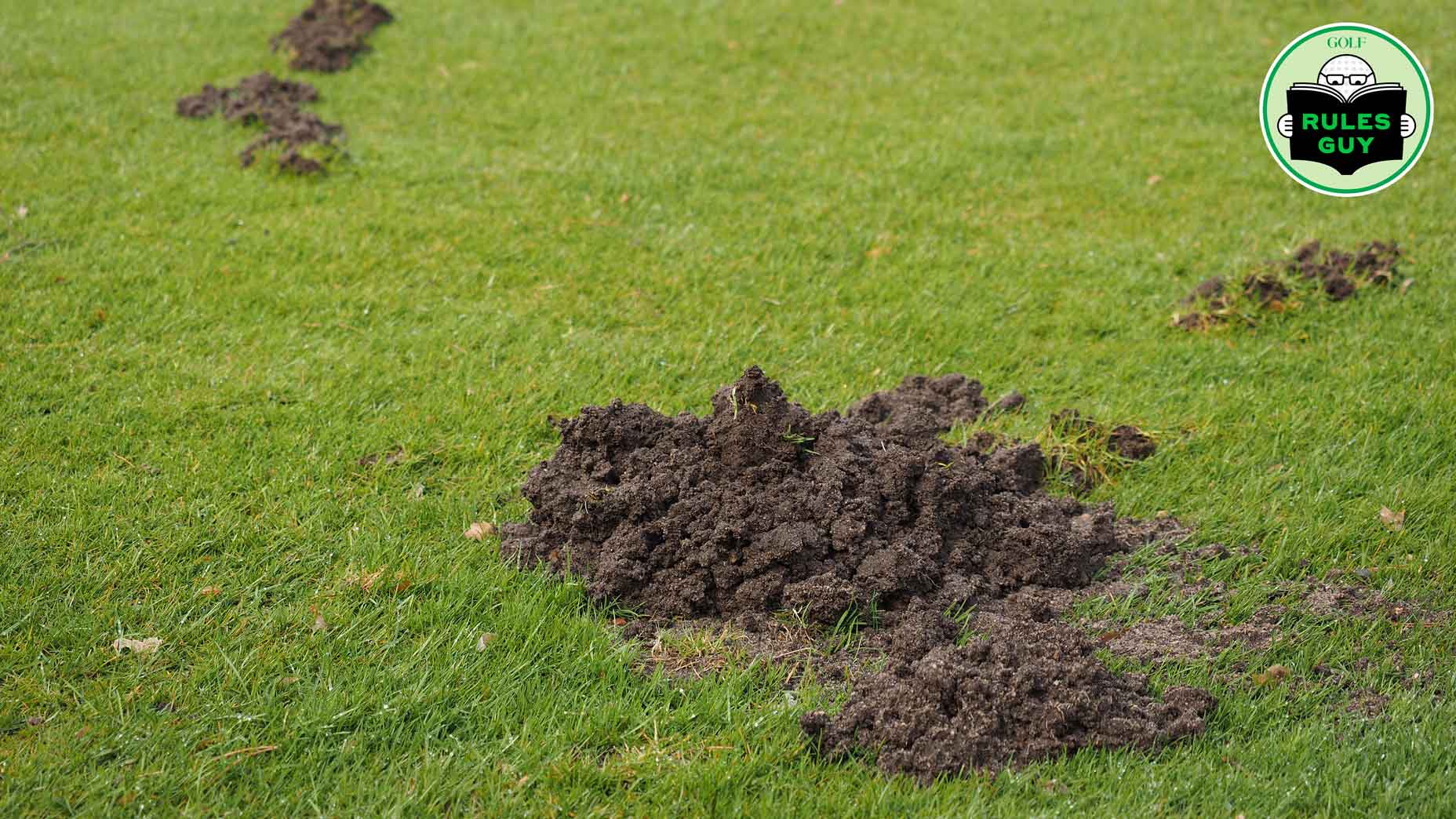 Mole damage to a Golf course fairway with surface tracks and a molehill