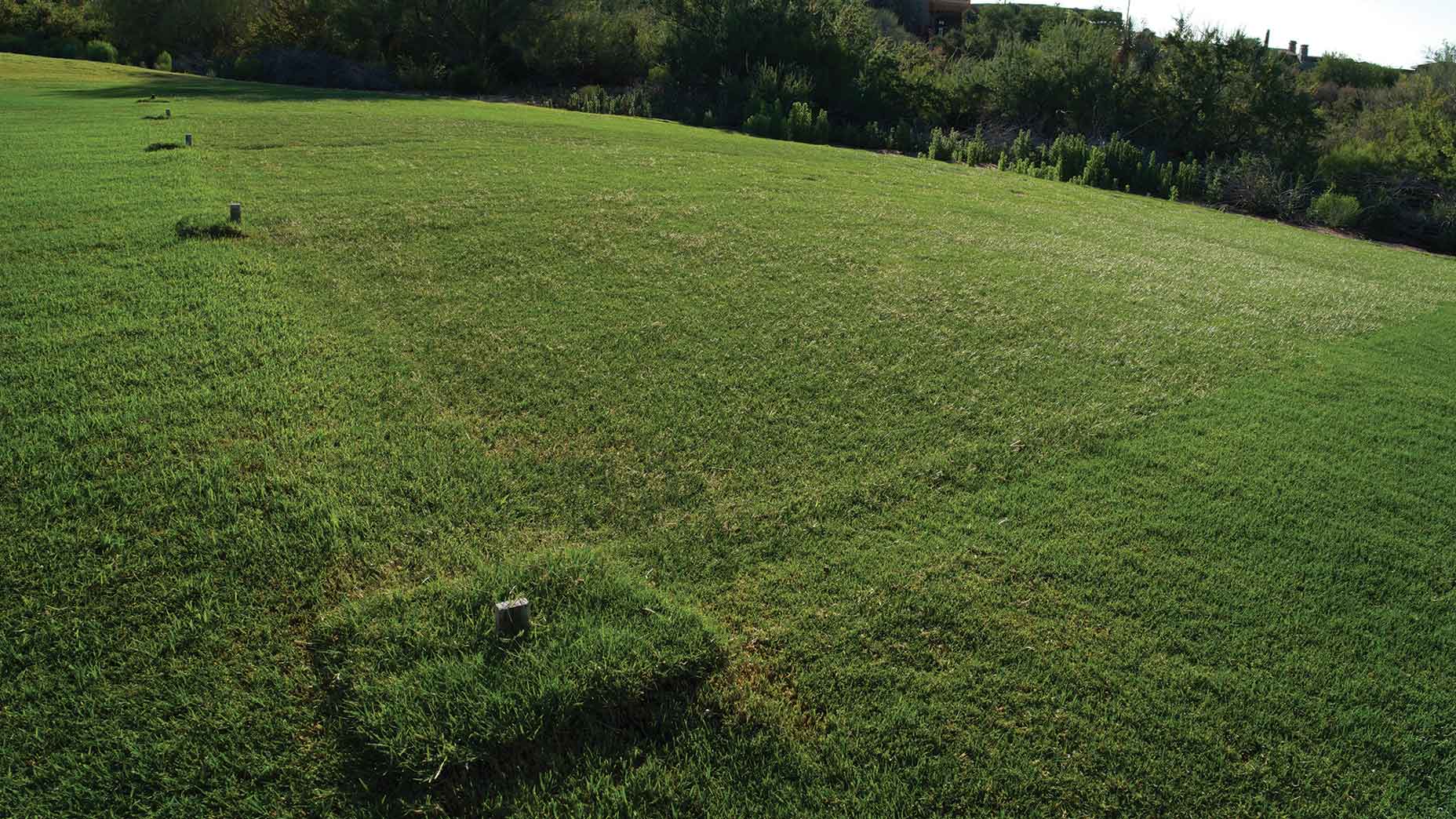 View of test plots of drought resistant grass from Oklahoma State University, currently growing at the far end of the practice range at The Mirabel Club in Scottsdale, Arizona on Friday, June 14, 2024.