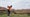 Stephan Jaeger takes a shot in a panorama of the Black Desert Resort.