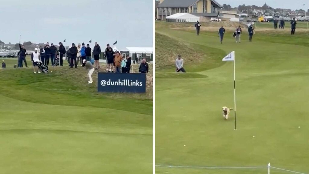 a dog chases after gareth bale's ball at the dunhill links