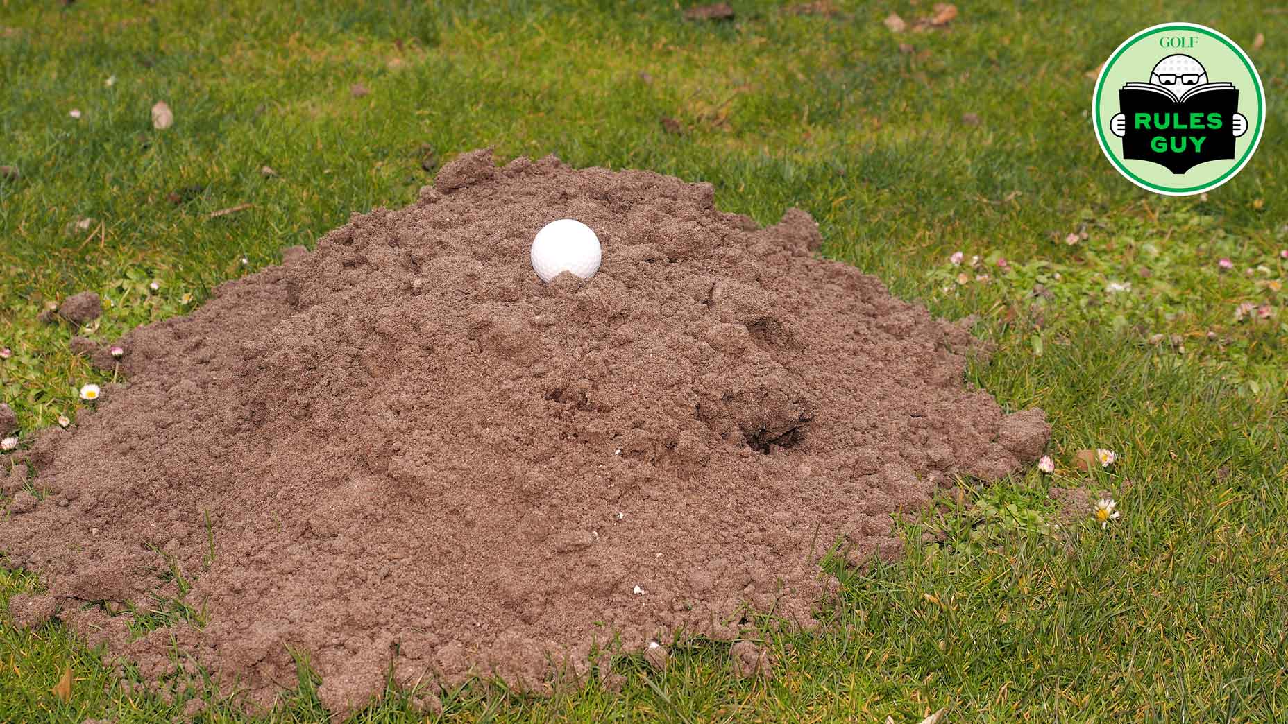 Golf ball on a mole burrow at a mole damaged Golf course fairway, Nuremberg, Germany, 2016