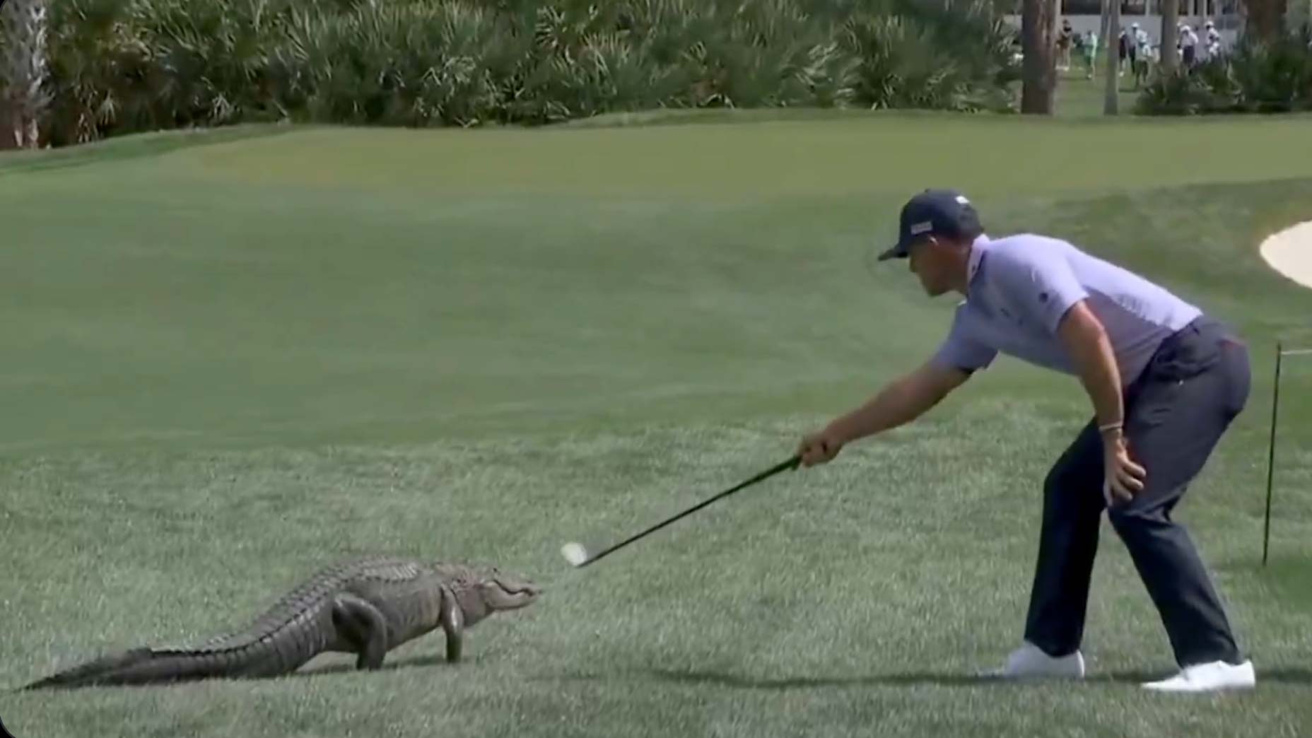 Billy Horschel encounters an alligator at PGA National during the 2025 Cognizant Classic.