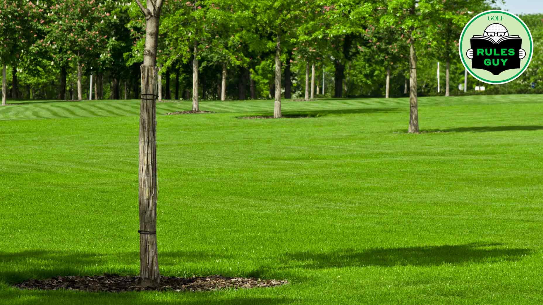 What do the rules say about taking relief from newly-planted trees that haven't been staked?