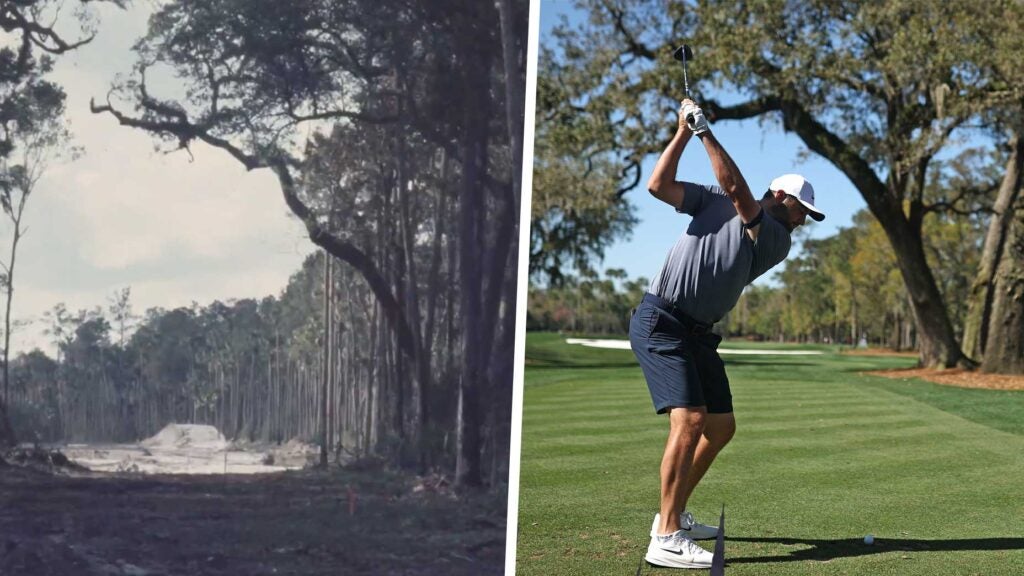 TPC Sawgrass tree 6th hole