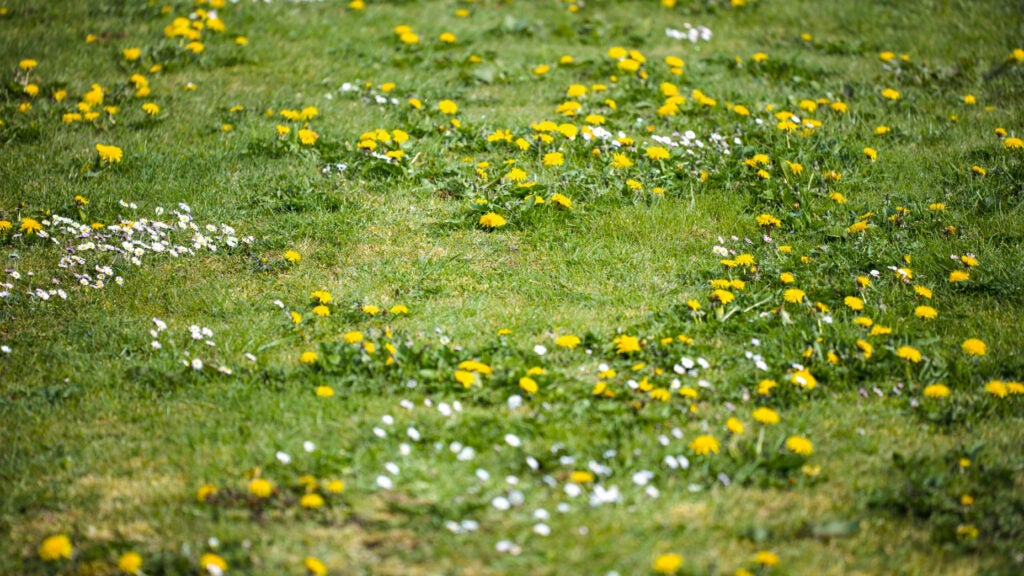 A weed-filled lawn