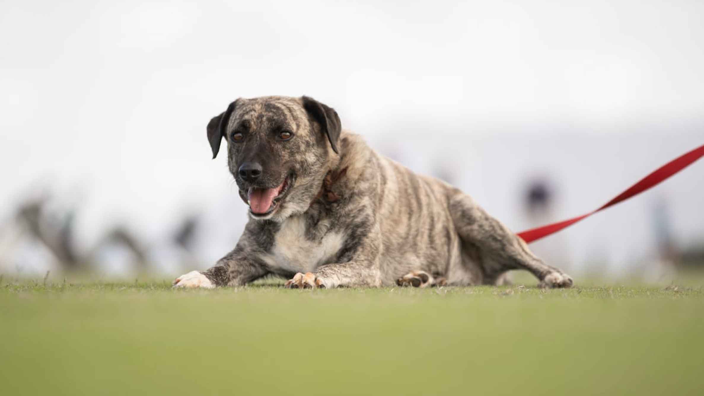 At this seaside golf resort, dogs play a surprising (and lovable) role At this seaside golf resort, dogs play a surprising (and lovable) role