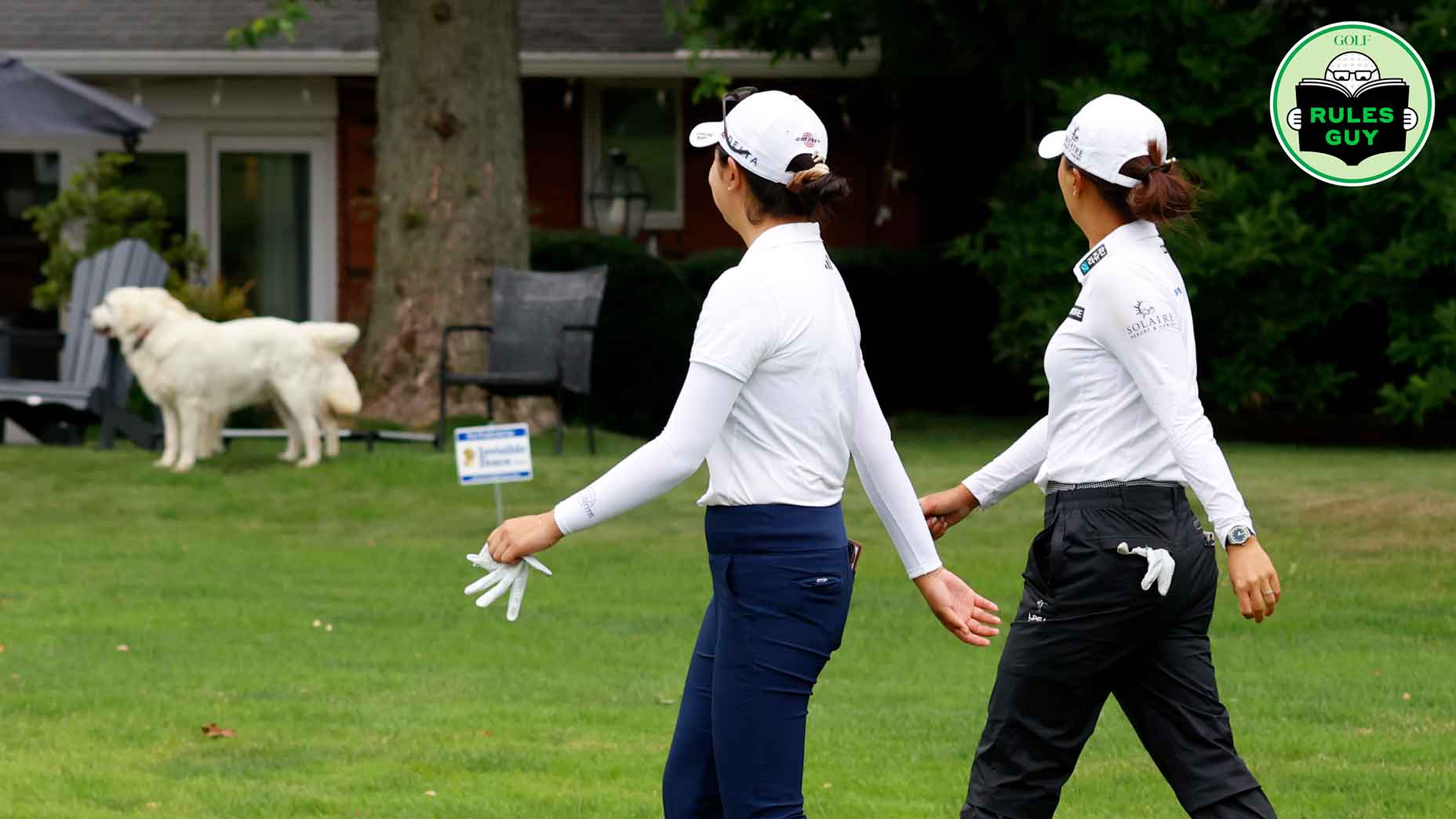 Rules Guy: I watched a dog pick up my ball. What now? Rules Guy: I watched a dog pick up my ball. What now?