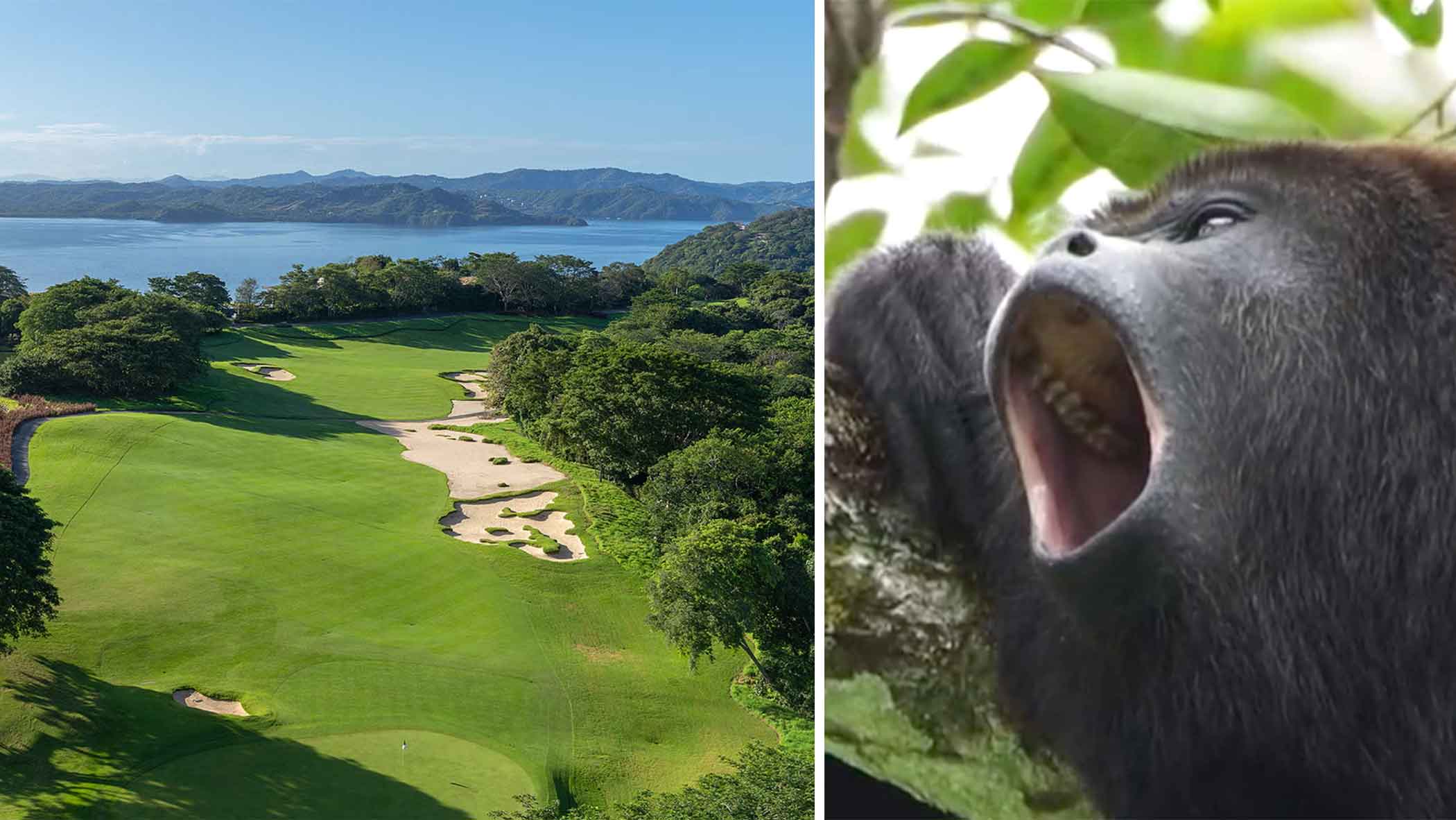 In Costa Rica, golfers encounter the wildest sights (and sounds!) In Costa Rica, golfers encounter the wildest sights (and sounds!)