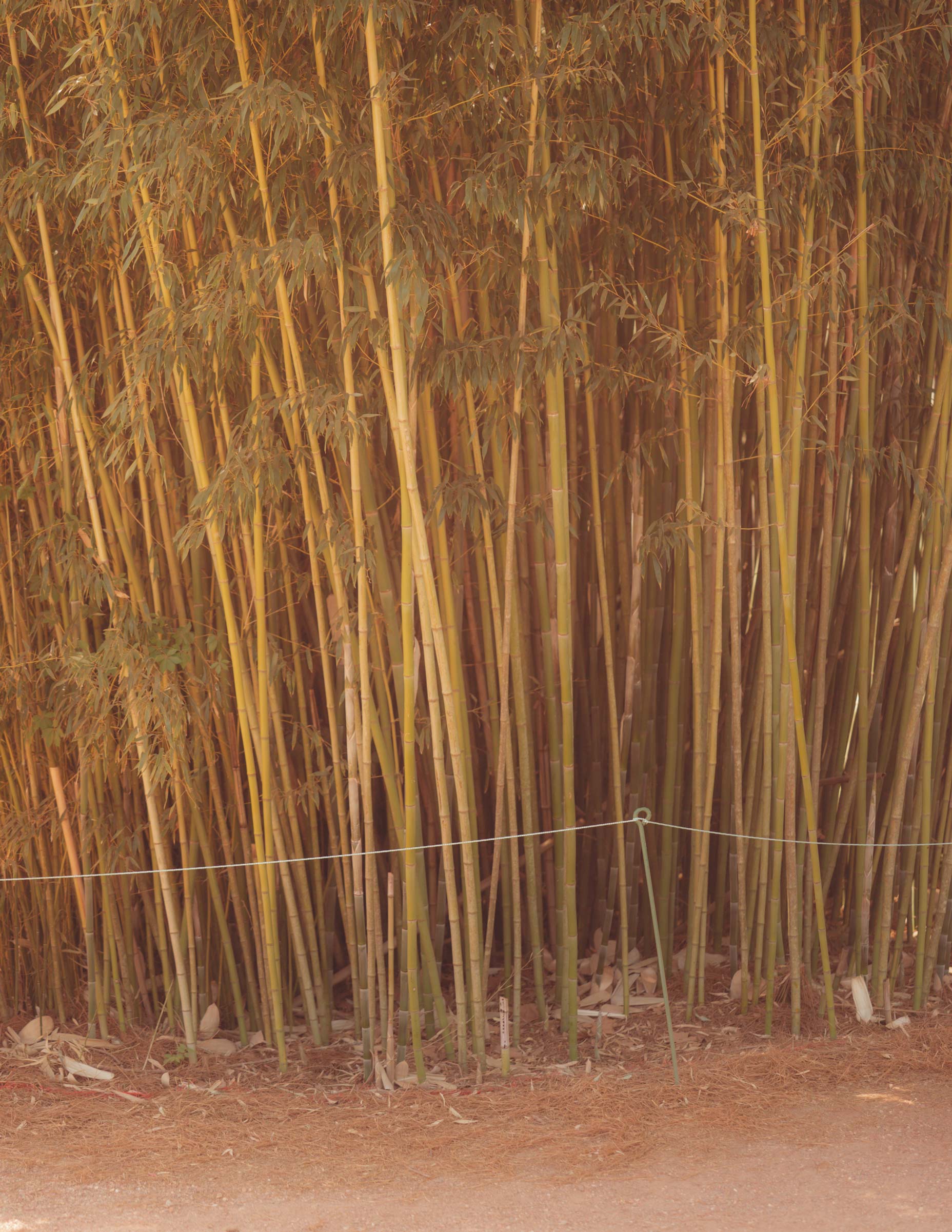Tall, dense bamboo stalks grow closely together, their green and yellow stems reaching upward—like the fairways at Augusta National. Dry leaves and bamboo sheaths cover the ground, and a thin wire runs horizontally near the base of the plants.