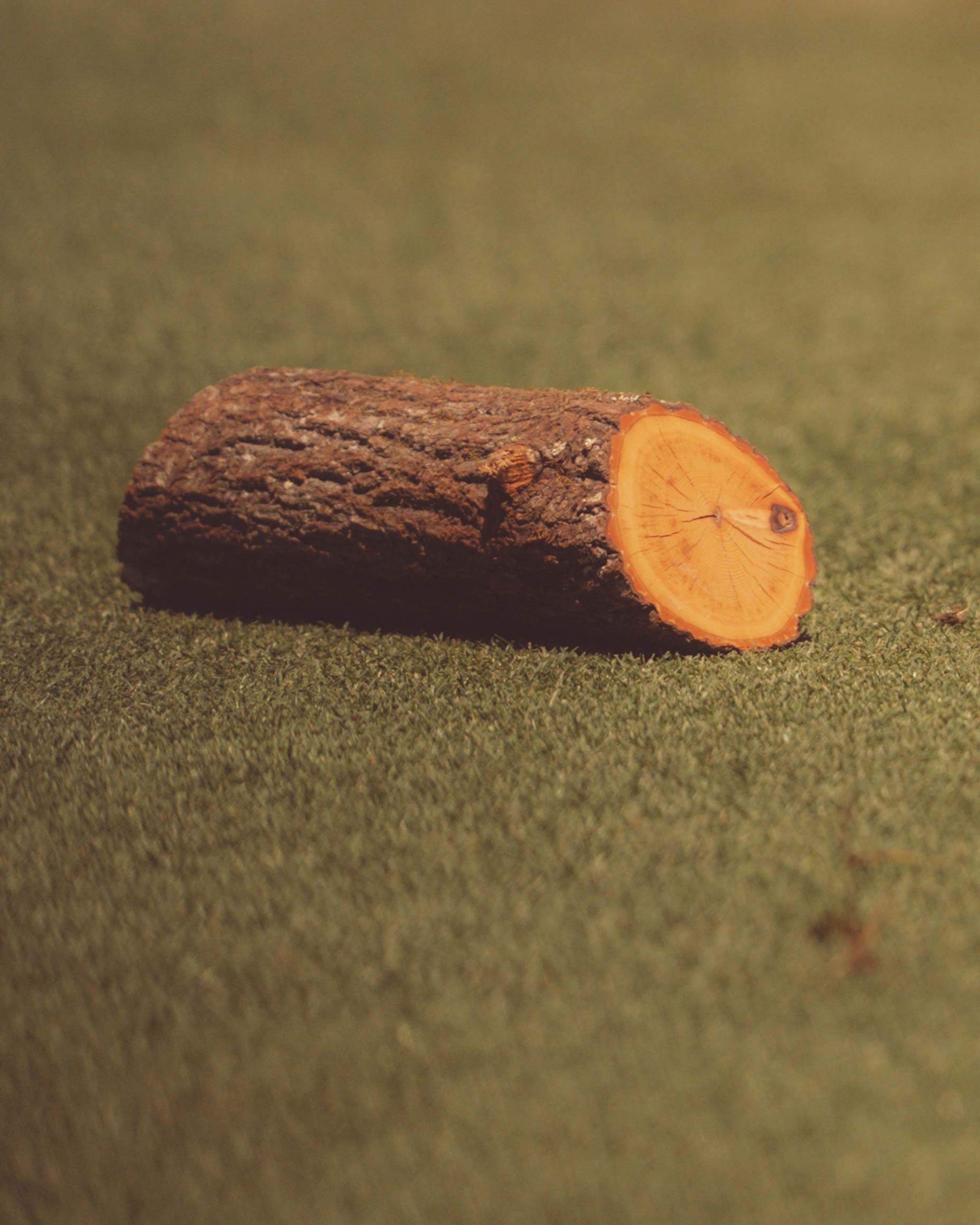 A log with rough bark and a visible orange cross-section lies on green grass, evoking memories of Augusta National after having walked all 18—a serene moment where gentle shadows dance in the soft, warm light.