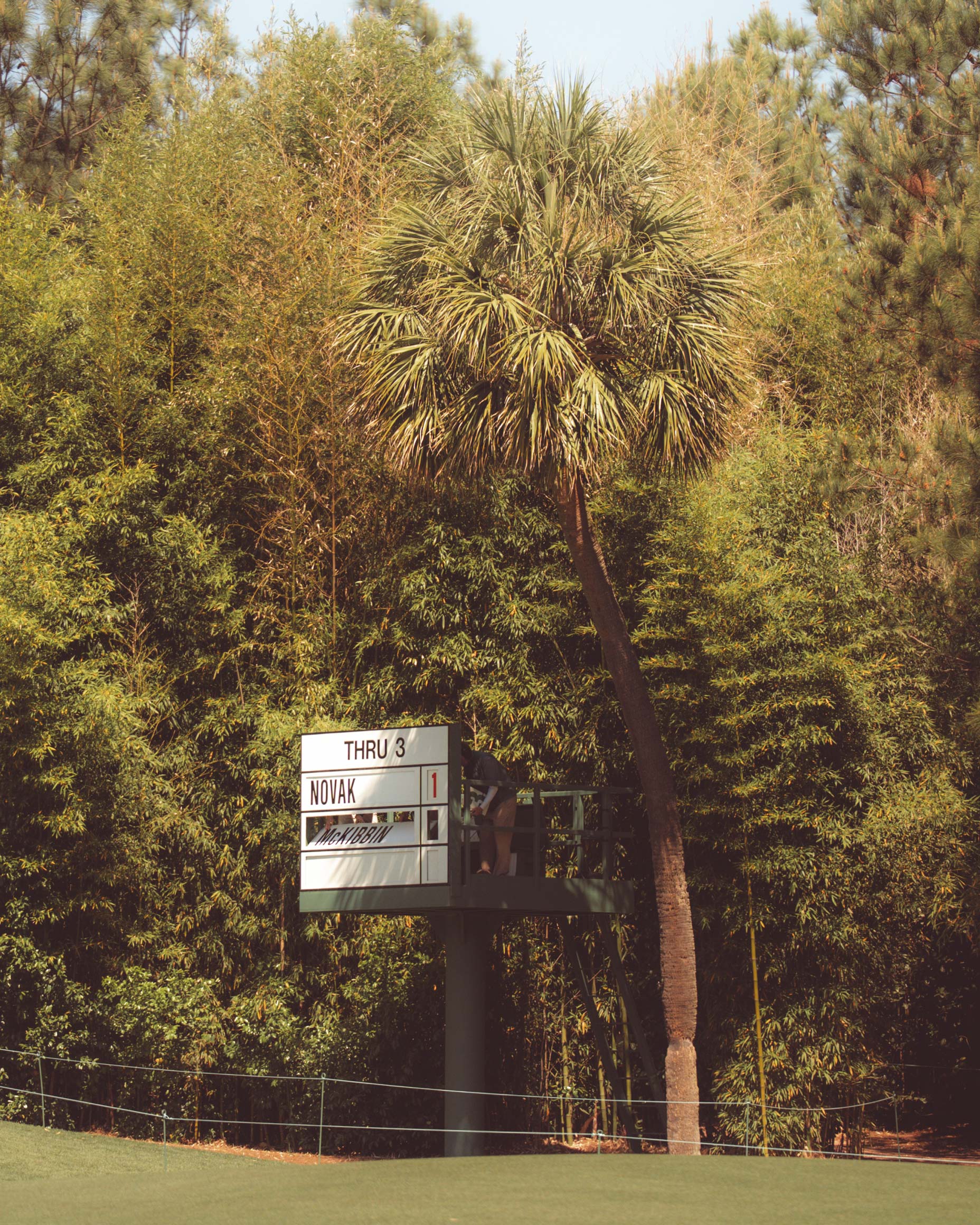 A golf tournament scoreboard elevated among dense trees at Augusta National shows player Novak with a score of 1 through 3 holes on a sunny day. Fans who walked all 18 enjoy the picturesque scene.
