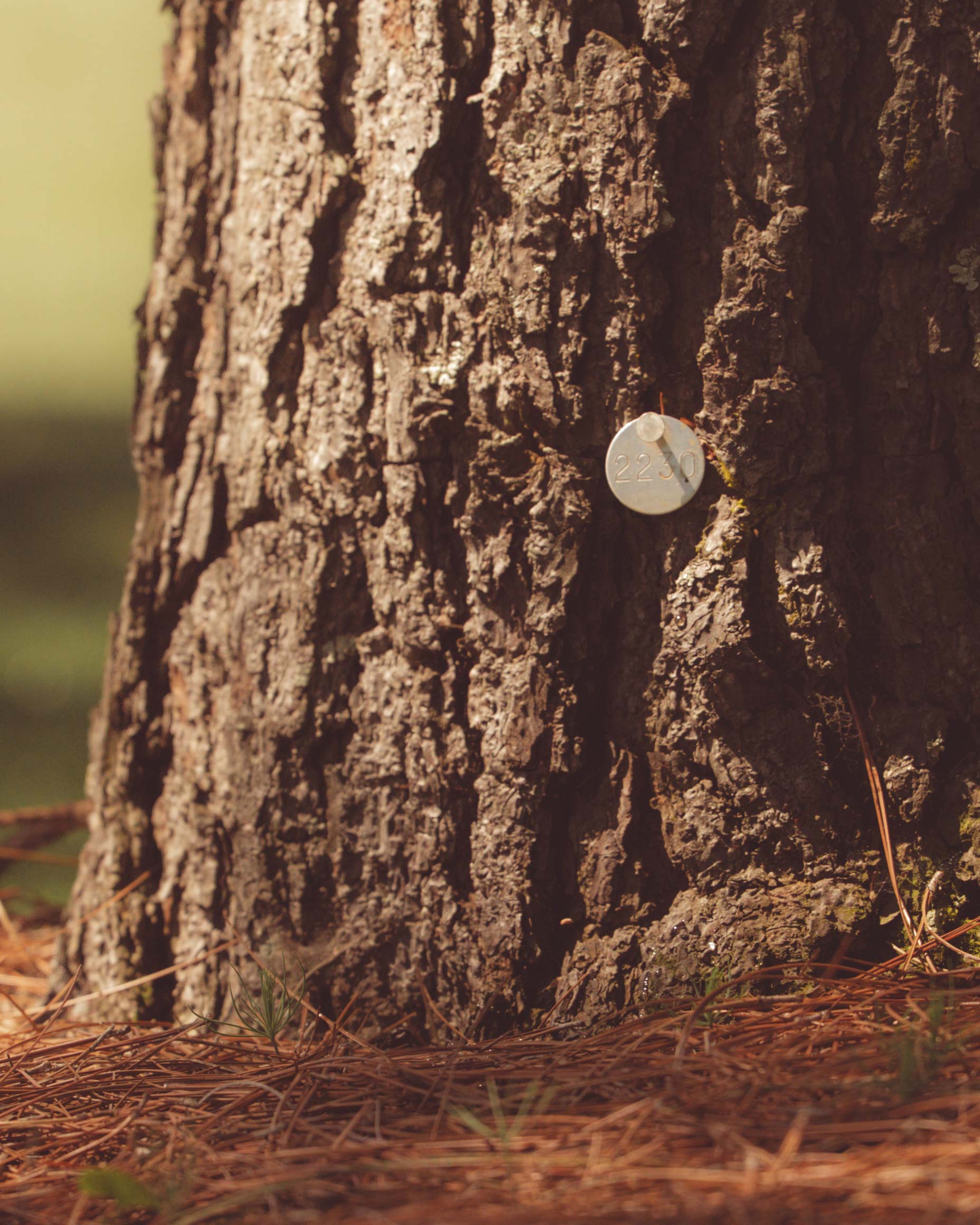 A silver coin or medallion, perhaps a keepsake from Augusta National for those who’ve walked all 18, is pinned to the rough bark of a tree trunk, with pine needles and grass scattered at its base in this softly blurred, golf-inspired forest scene.