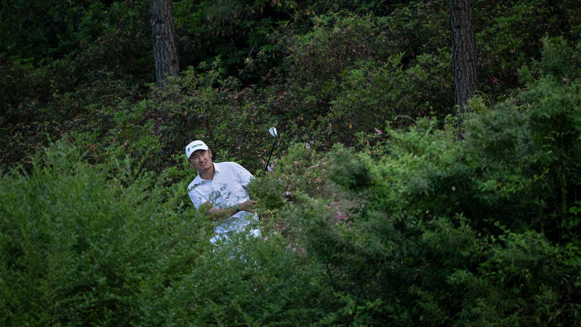 A golfer in a white shirt and cap swings a golf club surrounded by dense, green bushes and trees, partially obscured by the foliage.