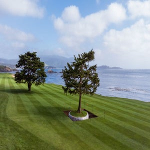 A replacement tree planted on the 18th hole at Pebble Beach.