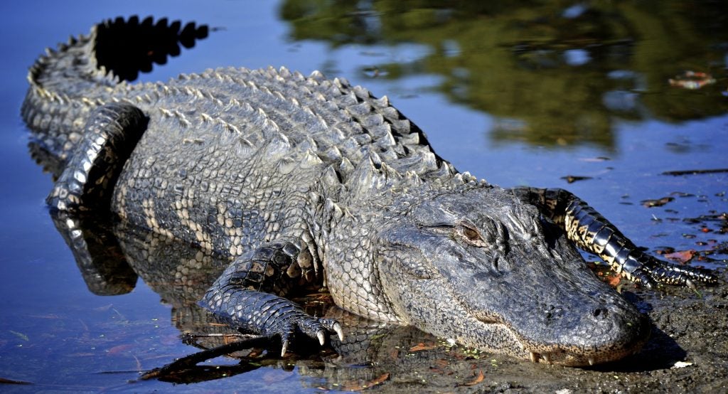 WATCH: Two alligators battle on a golf course in North Carolina